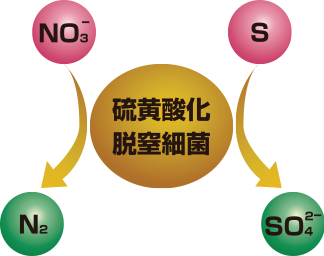 硫黄酸化脱窒細菌による硝酸性窒素浄化模式図